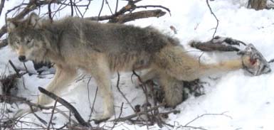 loup piege 5